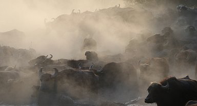 Erciyes'in eteklerinde manda banyosu