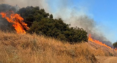 Erdek'te orman yangını