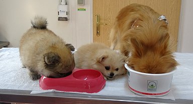 Eski erkek arkadaş şikayet etti, evde köpeklere işkence ortaya çıktı