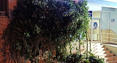 Evinin bahçesine diktiği Hint kenevirleriyle yakalanıp tutuklandı