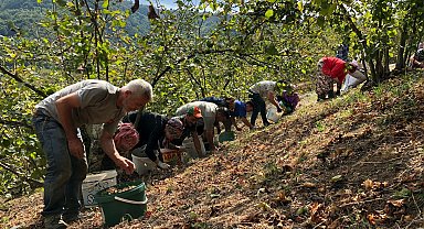 Fındık üreticisinden maliyeti düşürmek için imece usulü hasat