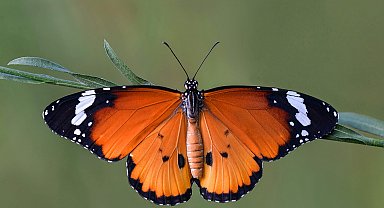 Fotoğrafçıların objektifinden Afrika'nın 'sultan kelebeği'