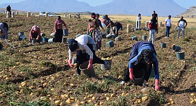 Geçen yıl tarlada 10 TL olan patates bu yıl 5 TL'ye düştü