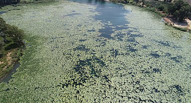 Gölbaşı Gölü'nde 'nilüfer' istilası