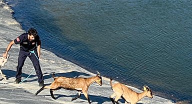 Gölette mahsur kalan 6 keçi ile 1 köpeği, itfaiye ekipleri kurtardı
