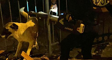 Hatay'da, demir korkuluklara sıkışan köpeği itfaiye ekibi kurtardı