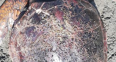 Hatay'da sahilde yaralı caretta caretta bulundu