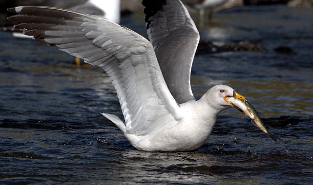 İnci kefali, 15 bin kişinin geçim kaynağı