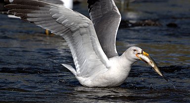 İnci kefali, 15 bin kişinin geçim kaynağı