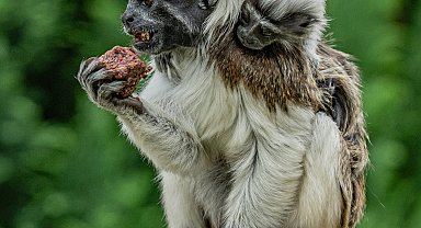 İngiltere'de nesli tükenmekte olan 'pamuk tepeli' maymun ikizler dünyaya geldi