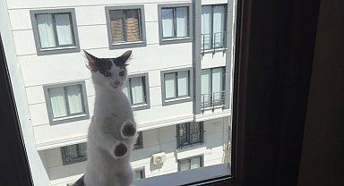 İstanbul - Avcılar'da 3. kattaki dairenin penceresinde mahsur kalan kedi kurtarıldı