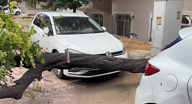 İstanbul - Avcılar'da sağanak yağış sırasında ağaç otomobilin üzerine devrildi