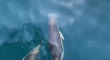 İstanbul-Beylikdüzü'nde yunuslar dalış ekibine eşlik etti