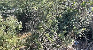 İstanbul-Esenyurt'ta ağaçlık alanda erkek cesedi bulundu