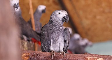 İstanbul Havalimanı'nda ele geçirilen 252 papağan, Gaziantep'e getirildi