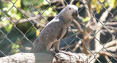 İstanbul-İstanbul Havalimanı'nda ülkeden çıkışı yasak olan 309 Jako papağan ele geçirildi