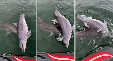 İstanbul - Ölen yunusu bir başka yunus 6 günde karaya sürükledi; bilimsel makalede yayımlandı