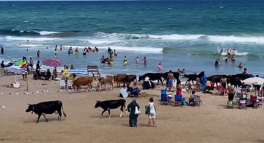 İstanbul-Şile'de küçükbaş ve büyükbaşlar plajdaki tatilcilerin arasına daldı