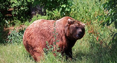 İsveç'te ayı avı başladı: 486 ayı avlanacak