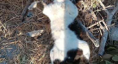 İzmir'de 5 köpek ile 6 kedi zehirlenerek öldürüldü