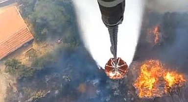 İzmir'de çam fıstığı ağaçları ile kaplı tarım arazinde yangın