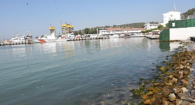 İzmir'de ölü balıklar kıyıya vurdu