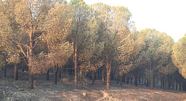İzmir'deki yangın felaketinde 3'üncü gün; acı tablo gün ağarınca ortaya çıktı