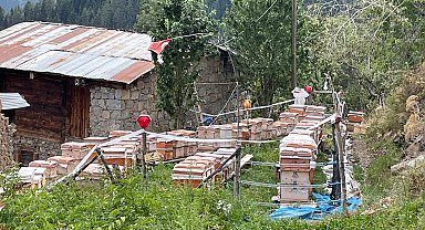 Kaçkar Dağları'nda 40 yıldır arıcılık yapıyor
