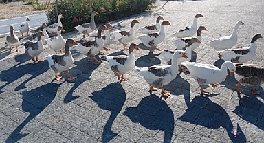 Kafesinin bahçesi çiftliğe döndü; 30 kaz, 8 keçi, horoz, tavuk, kedi, köpek, ördek ve civcivler var