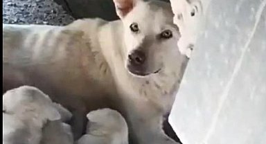 Kamyon altında yavrularını emziren köpek, şoförün dikkatiyle kurtuldu