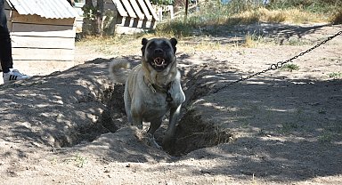 Kangallar serinlemek için 'çukur' kazıyor