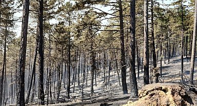 Karabük'te kontrol altına alınan orman yangınında soğutma çalışması