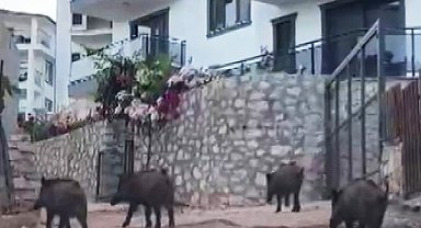 Kaş'ta yaban domuzları kent merkezine inip, yiyecek aradı; o anlar kamerada