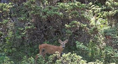 Kastamonu'da yaralı halde bulunan karaca, tedavisinin ardından doğaya salındı