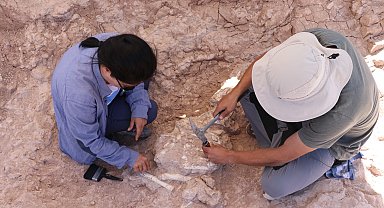 Kayseri'de bu yılki kazılarda 8 milyon yıllık 'dev domuz' kafatası bulundu