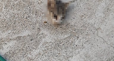 Kayseri'de kafası kesilmiş yavru kedi bulundu