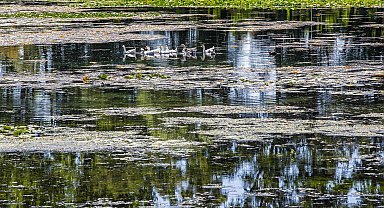 Kırkgöz kurudu, şehre verilen su durdu