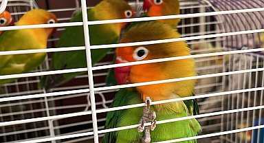 Kocaeli'de derneğe yapılan yabani kuş mezatı baskınında 31 papağan ele geçirildi