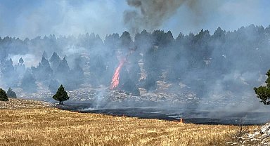 Kozan'da anız yangını ormana sıçradı