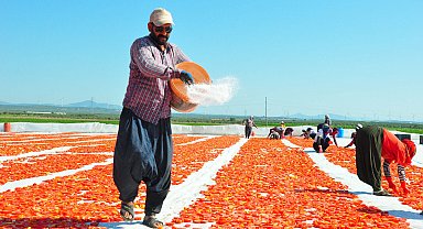 Kurutmalık domatesler serildi, Gediz Ovası kırmızıya büründü
