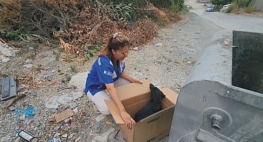 Kutuda ölüme terk edilen yaralı köpek ameliyat edildi