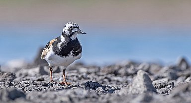 Kuzey Kutbu'nda üreyerek güneye göç eden taşçeviren kuşu, DHA muhabirinin objektifine yansıdı