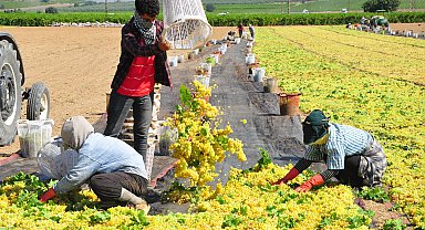 Manisa'da kurutmalık Sultaniye üzümler ovalara serilmeye başladı; 103 ülkeye gönderiliyor