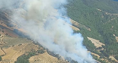 Manisa'da orman yangını