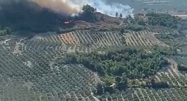 Manisa'da orman yangını