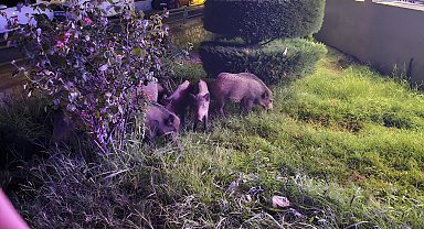 Marmaris'te yiyecek arayan yaban domuzları şehir merkezine indi; o anlar kamerada