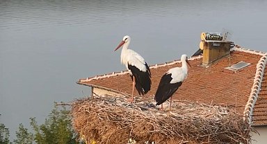 Mart ayında gelen 'Yaren' leylek göç yoluna çıktı