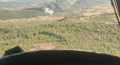 Milas'ta orman yangını