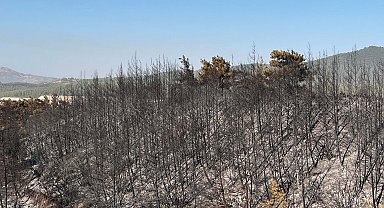 Milas'taki orman yangınında 2'nci gün; kontrol altında