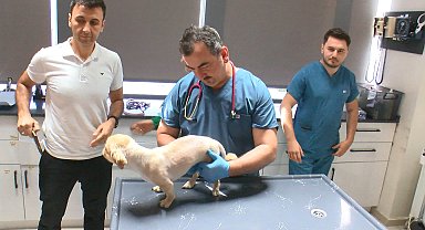 Omuriliğinde tümör olan Lulu, 5 saatlik operasyon ile hayata tutundu